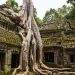 green leafed trees