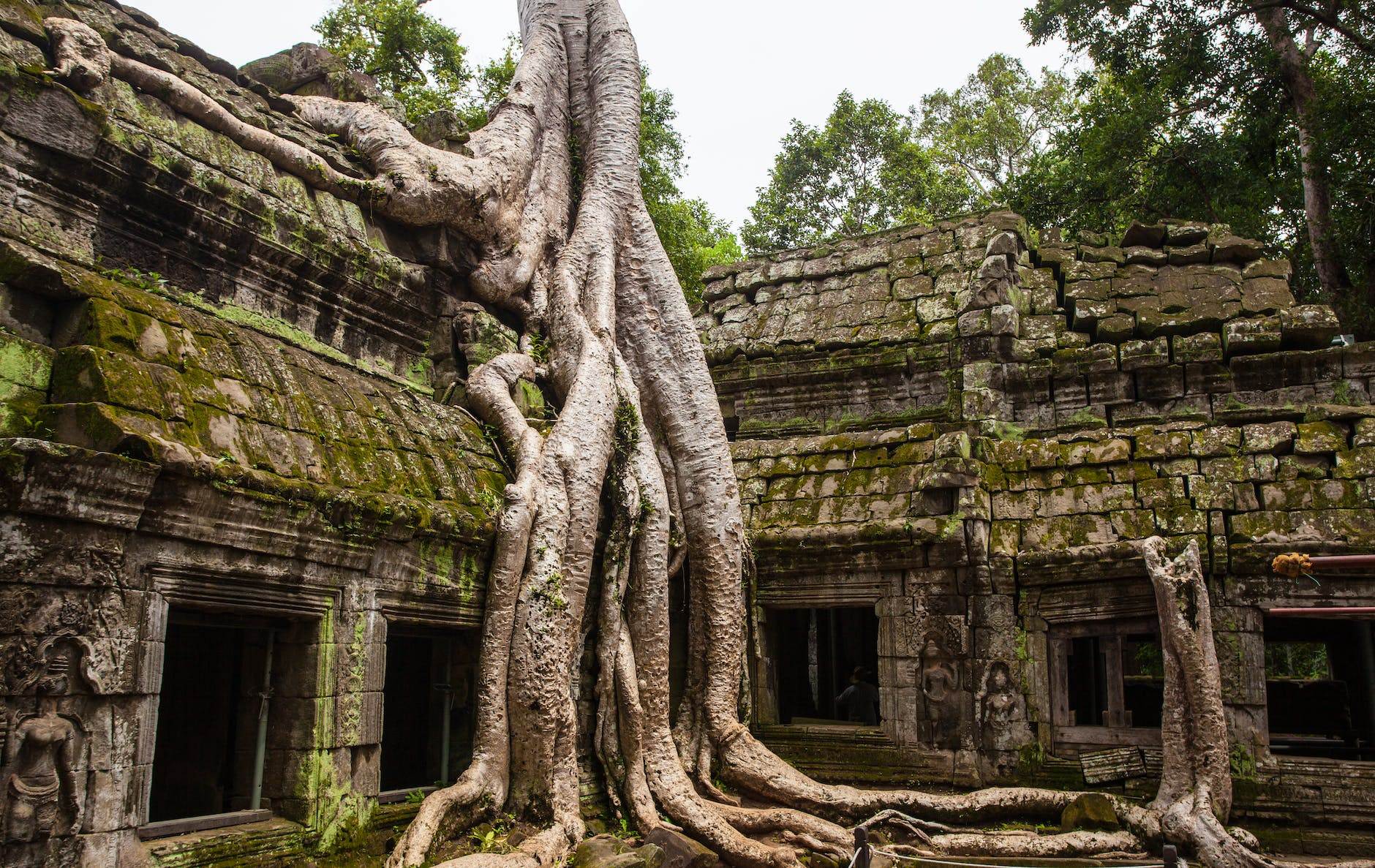 green leafed trees